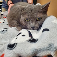 adopt a pet