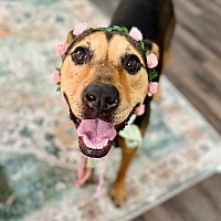 adopt a pet