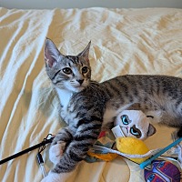 adopt a pet