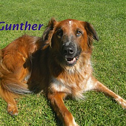 Thumbnail photo of Gunther #1