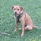 Golden Retriever Puppies - Rescue and Adoption Near You