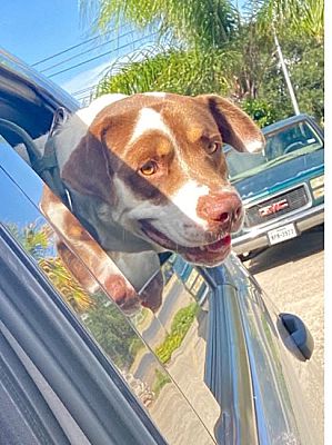 Williamsport, PA - Collie. Meet Cowboy a Pet for Adoption.