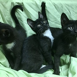 Thumbnail photo of Ivy, Lilly, Violet #2