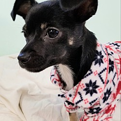 Thumbnail photo of Izzy/ADOPTED #2