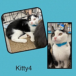 Photo of Kitty4