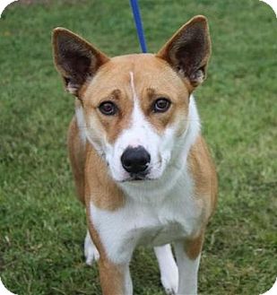 Basenji Shepherd 2025