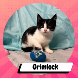 Photo of Grimlock