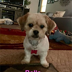 Thumbnail photo of Bella #4