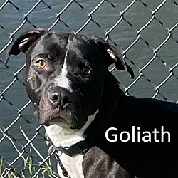 Photo of Goliath