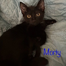 Thumbnail photo of Morty #4