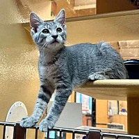 adopt a pet