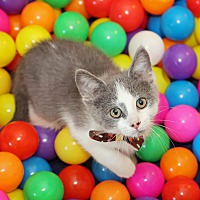 adopt a pet