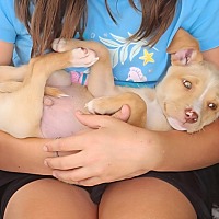 adopt a pet