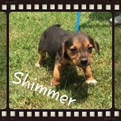 Thumbnail photo of Shimmer (POM DC) #1