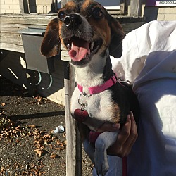 Thumbnail photo of Pocket beagle #2