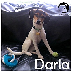 Thumbnail photo of Darla #1