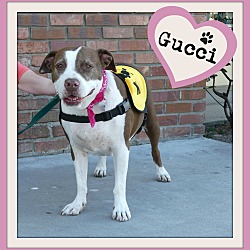 Thumbnail photo of Gucci #1