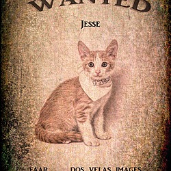 Thumbnail photo of Jesse James #3