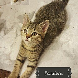 Thumbnail photo of Pandora #1