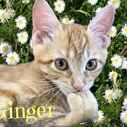 Thumbnail photo of Ginger Spice #1
