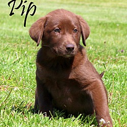 Thumbnail photo of Pip~adopted! #1