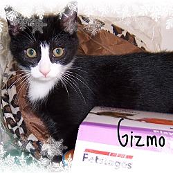 Thumbnail photo of GIZMO - very dog like 10 wks #2