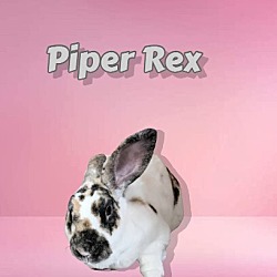 Photo of Piper Rex (Bonded to Beau)