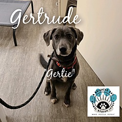 Photo of Gertrude