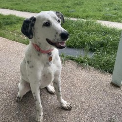 Photo of Domino