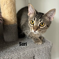 Thumbnail photo of Suri #1