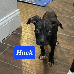 Thumbnail photo of Huck #2