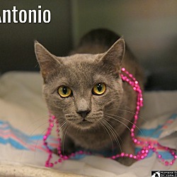 Thumbnail photo of Antonio #2
