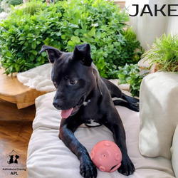 Thumbnail photo of Jake #2