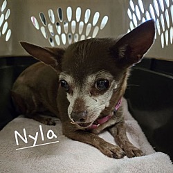 Thumbnail photo of Nyla #2