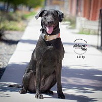 adopt a pet