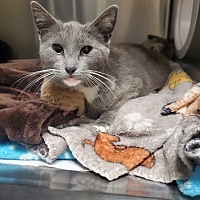 adopt a pet
