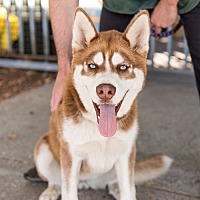 adopt a pet