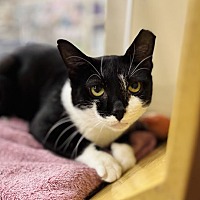 adopt a pet