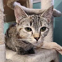 adopt-pet