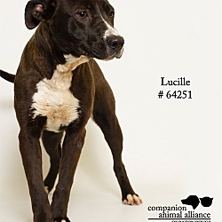 Thumbnail photo of Lucille #3