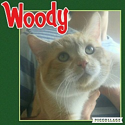 Thumbnail photo of Woody #2