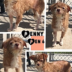 Thumbnail photo of Penny (Pen 6) #4