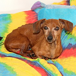 Thumbnail photo of Ellie~adopted! #1