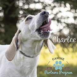 Thumbnail photo of Charlee #2