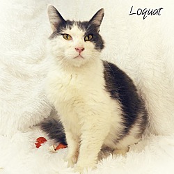 Thumbnail photo of Loquat #3