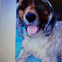 Thumbnail photo of Brody-Adopted! #3