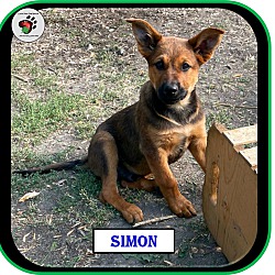 Photo of Simon - Alvin & the Chipmunks