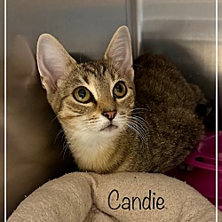 Photo of CANDIE