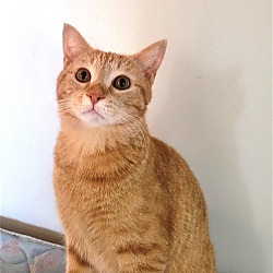 Photo of KITTY GENTLE GINGER