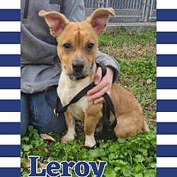 Thumbnail photo of Leroy #2